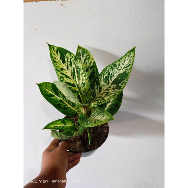 tanaman hias diven candi