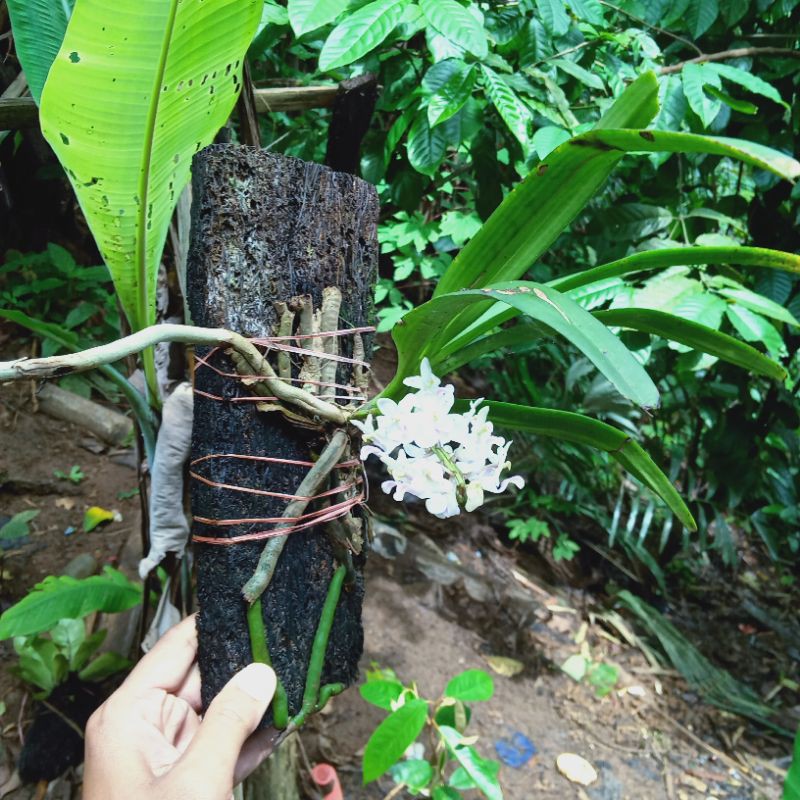 Anggrek Retusa Berbunga Realpict