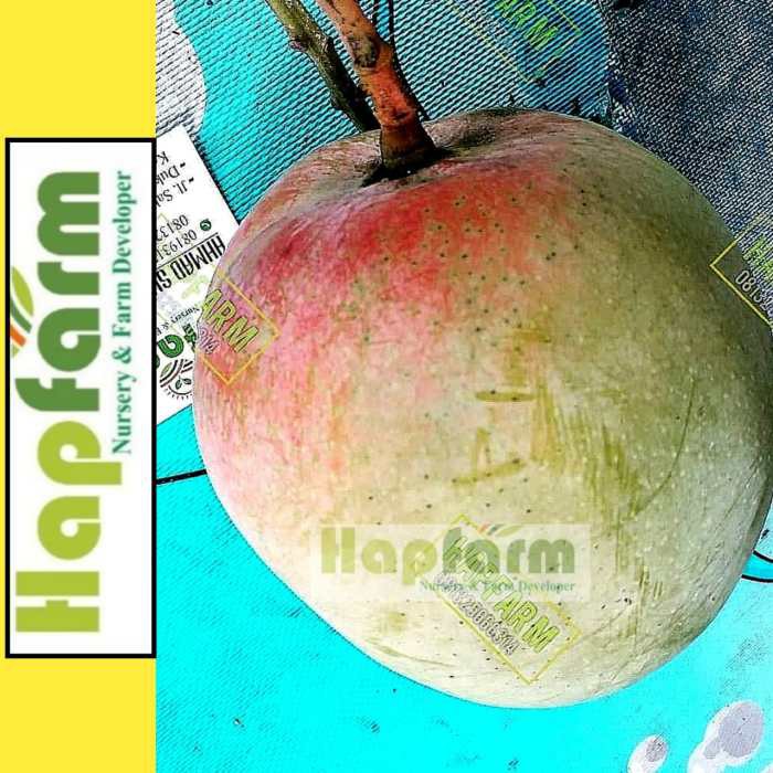 ENTRES MANGGA AGRIMANIA