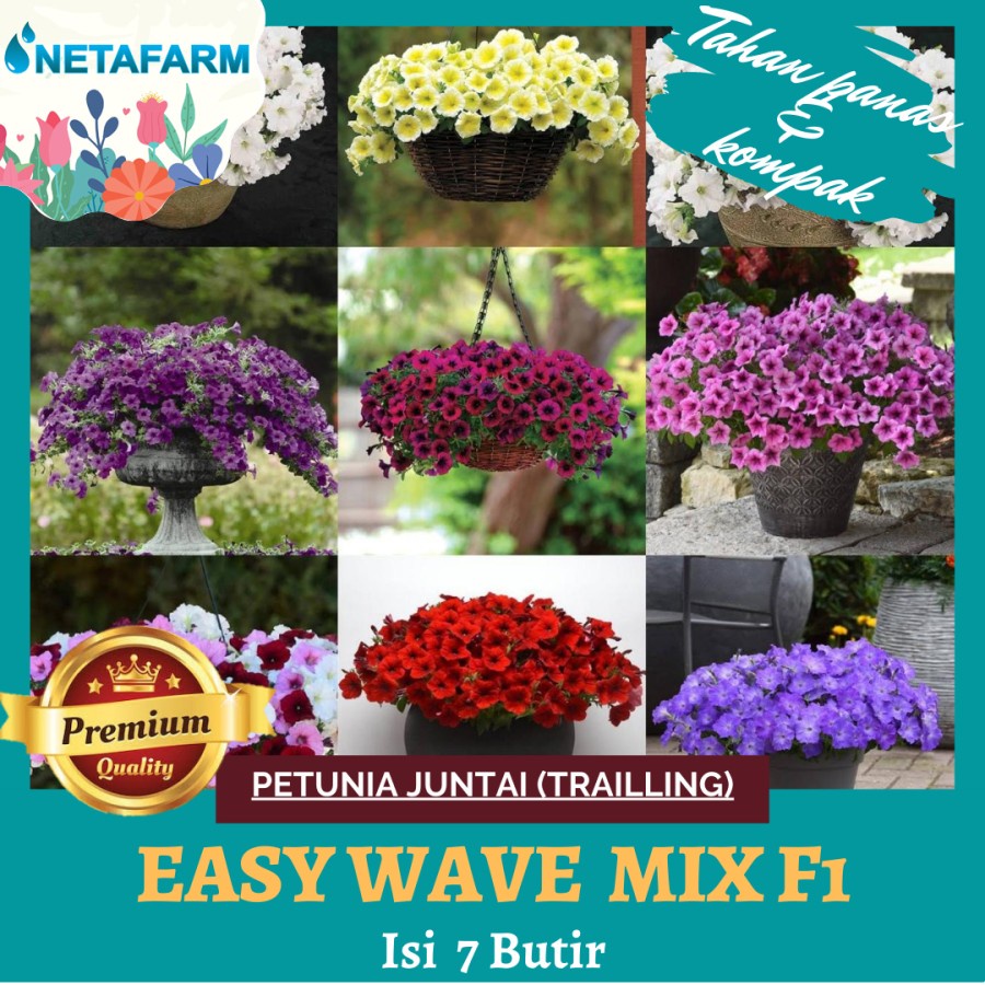 Benih Bibit Bunga Petunia Juntai (Trailling) Easy Wave Mix F1 - 7 Btr