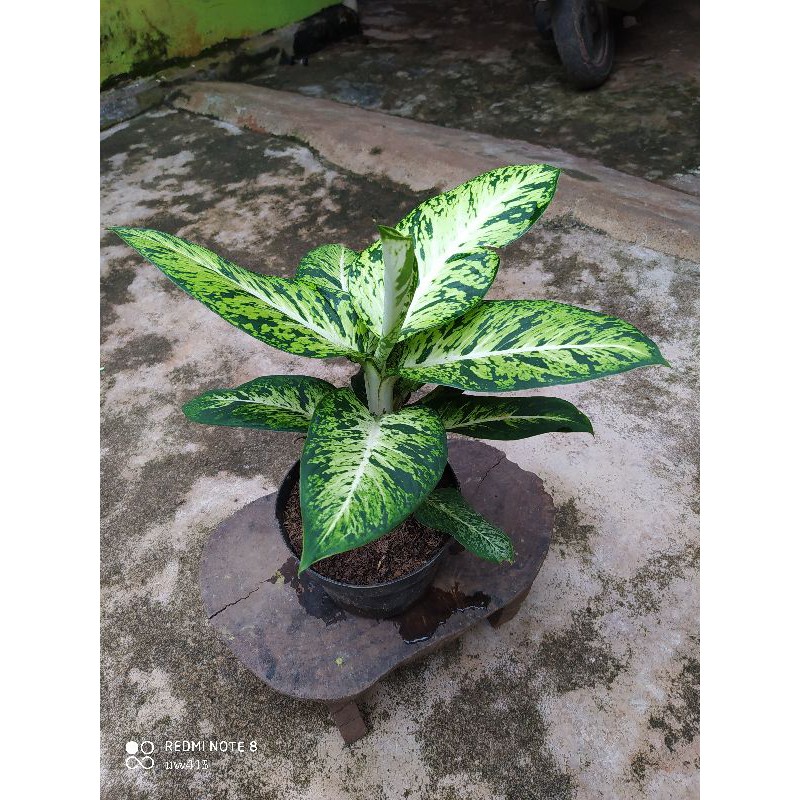 Aglonema Difen Angun Ayu/candi