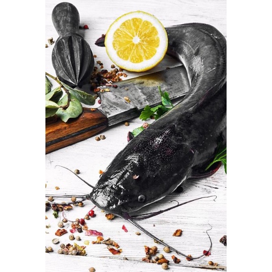 

Ikan Lele Fantastic Seven