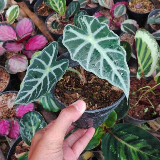 Tanaman hias caladium amazon - keladi amazon mini