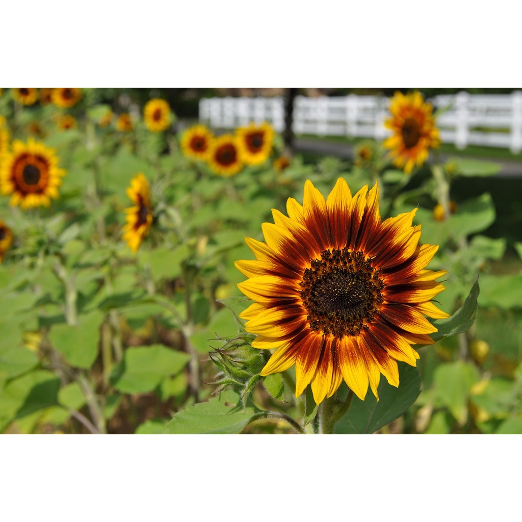 Benih Bibit Biji - Sunflower Ring of Fire Bunga Matahari Cincin Api Seeds - IMPORT