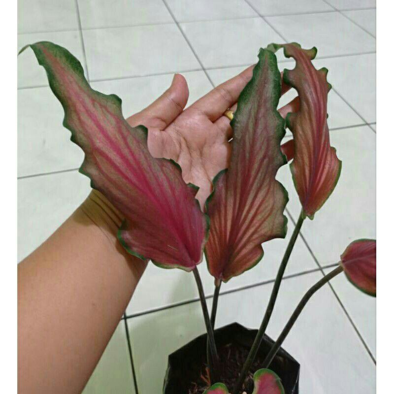 Tanaman hias keladi keris (caladium keris)
