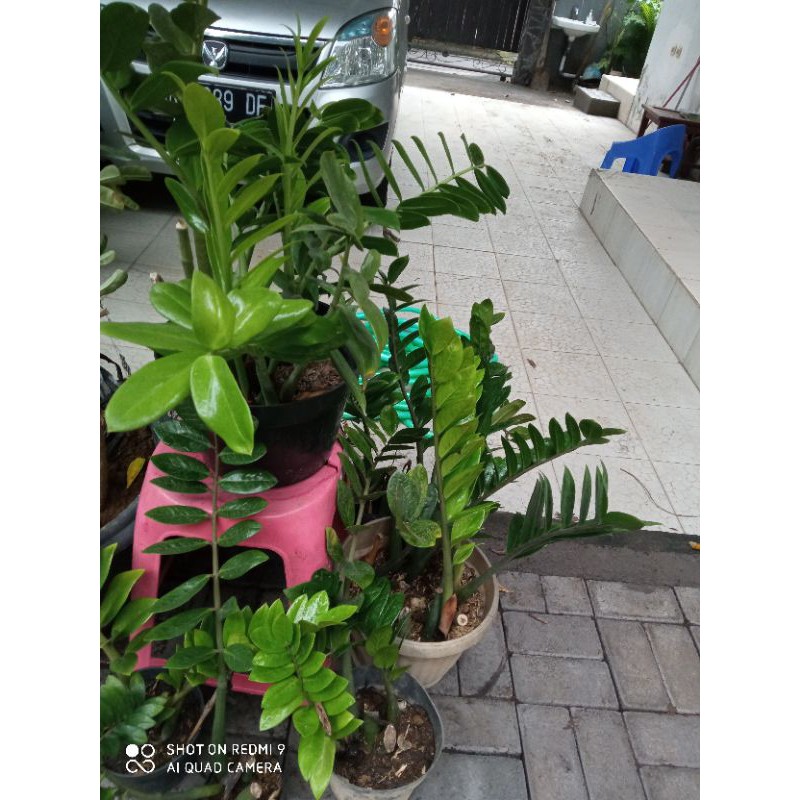 Zamioculcas/ZZ plant