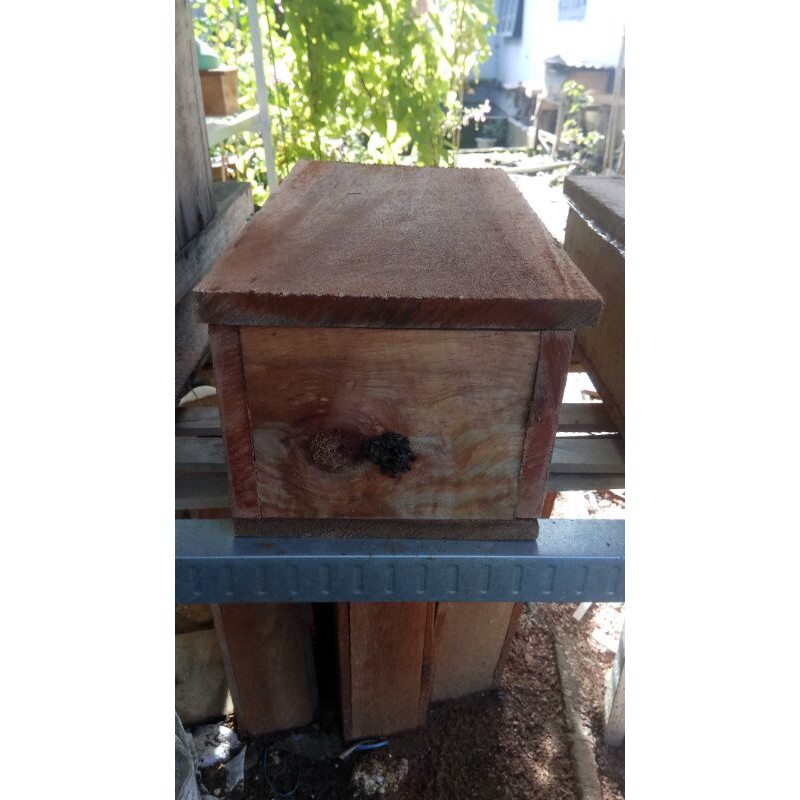 Koloni Trigona Biroi P2