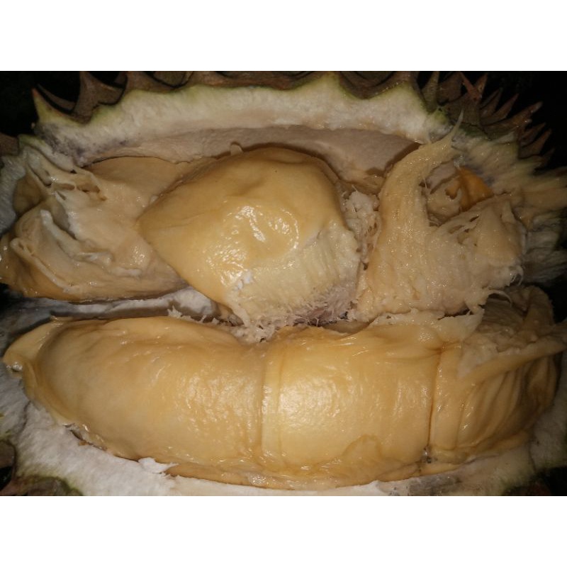 

Durian super manis dan legit