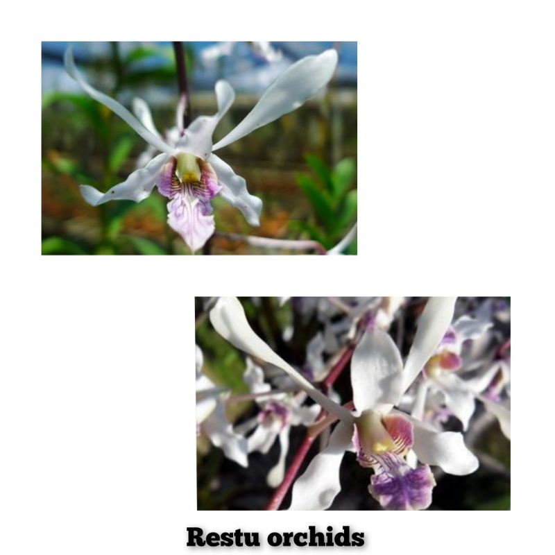 seedling dendrobium lineale