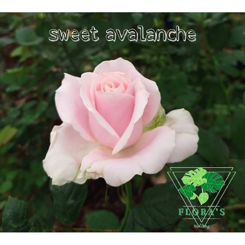 Bibit Mawar Holland Sweet Avalanche