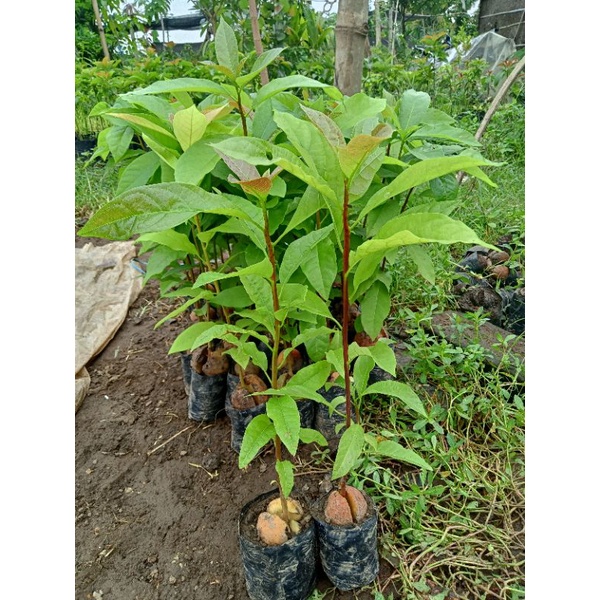 seedling alpukat | cocok untuk yang mau belajar samcuk/okulasi alpukat | cod bayar ditempat