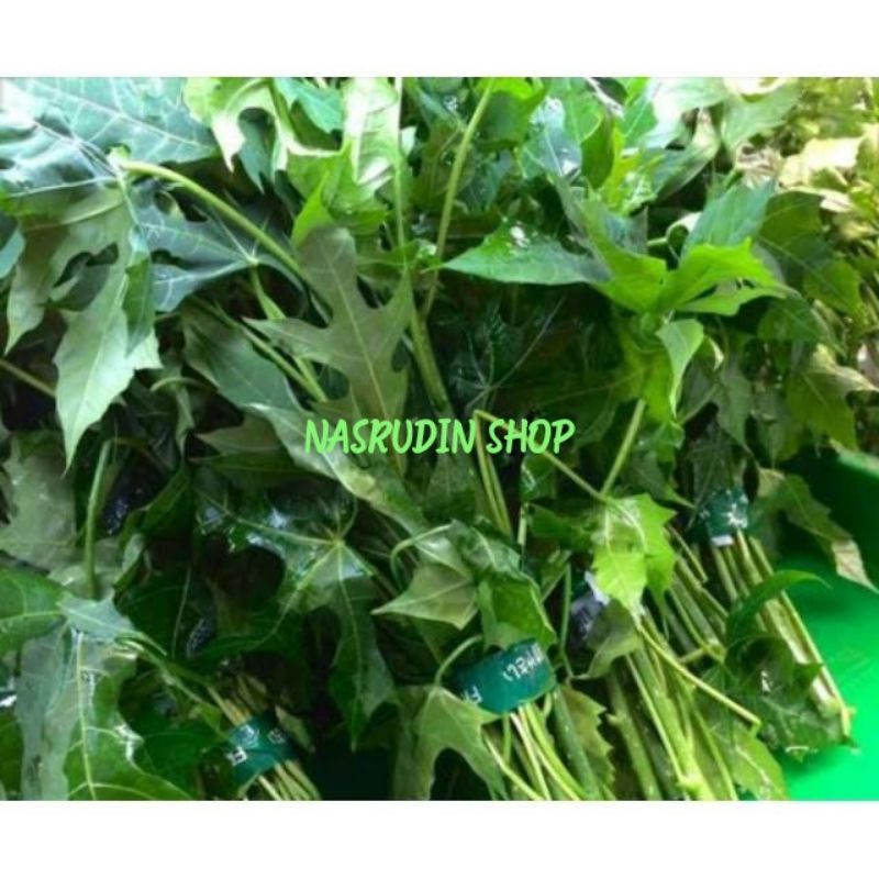 

DAUN PEPAYA SEGAR / DAUN PAYA MUDA TANGGUNG LANGSUNG PETIK