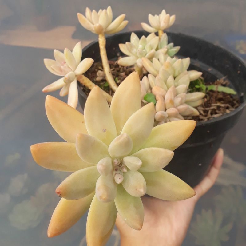 Sukulen Cluster Graptopetalum Francesco Baldi