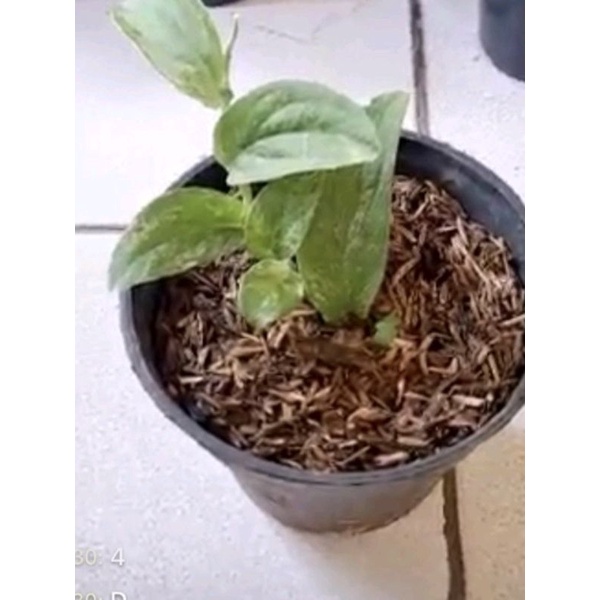 Rhaphidophora kortalsii / korthalsii / Raphidophora