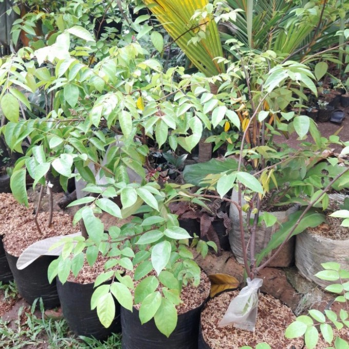 pohon buah belimbing madu / bibit tanaman buah belimbing bangkok