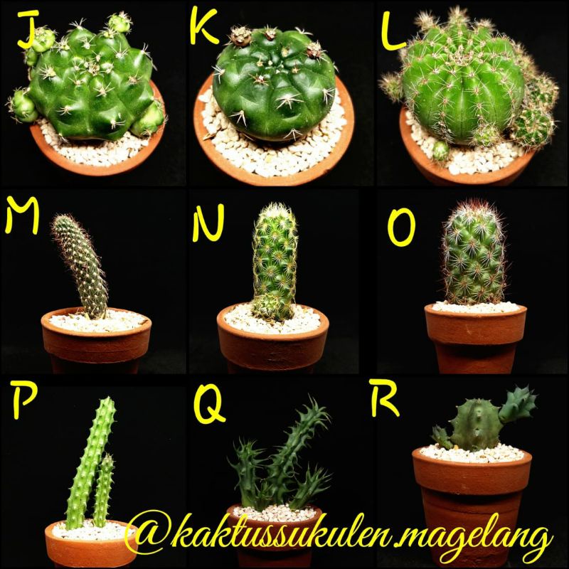 Paket 6pcs Ownroot + pot + media tanam + batu hias