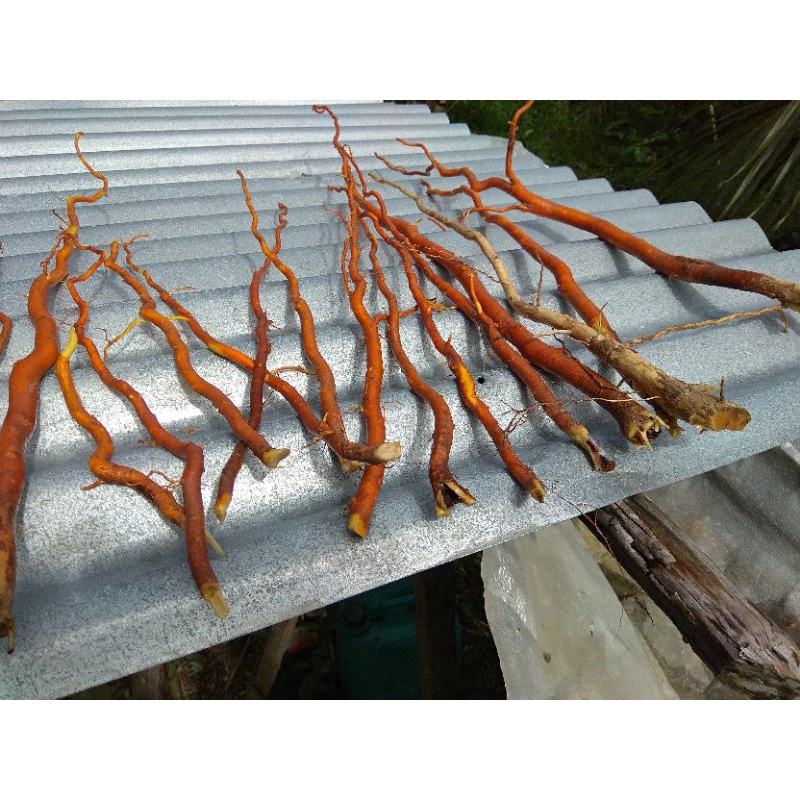 siwak obat impoten dan lemah syahwat 500gram