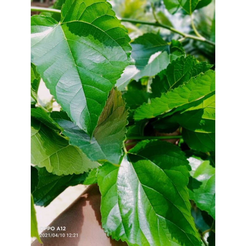 

daun murbei segar 100 gram