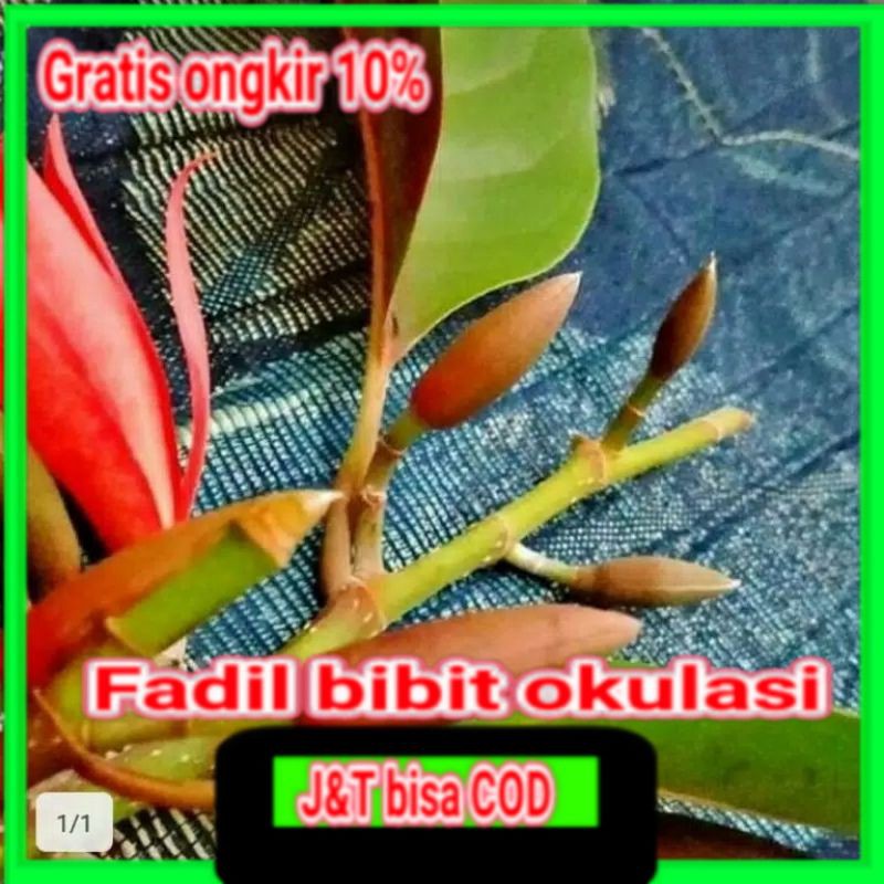 

bibit bunga kantil merah hasil okulasi siap berbunga - ACTIV WISATA AGROTANI