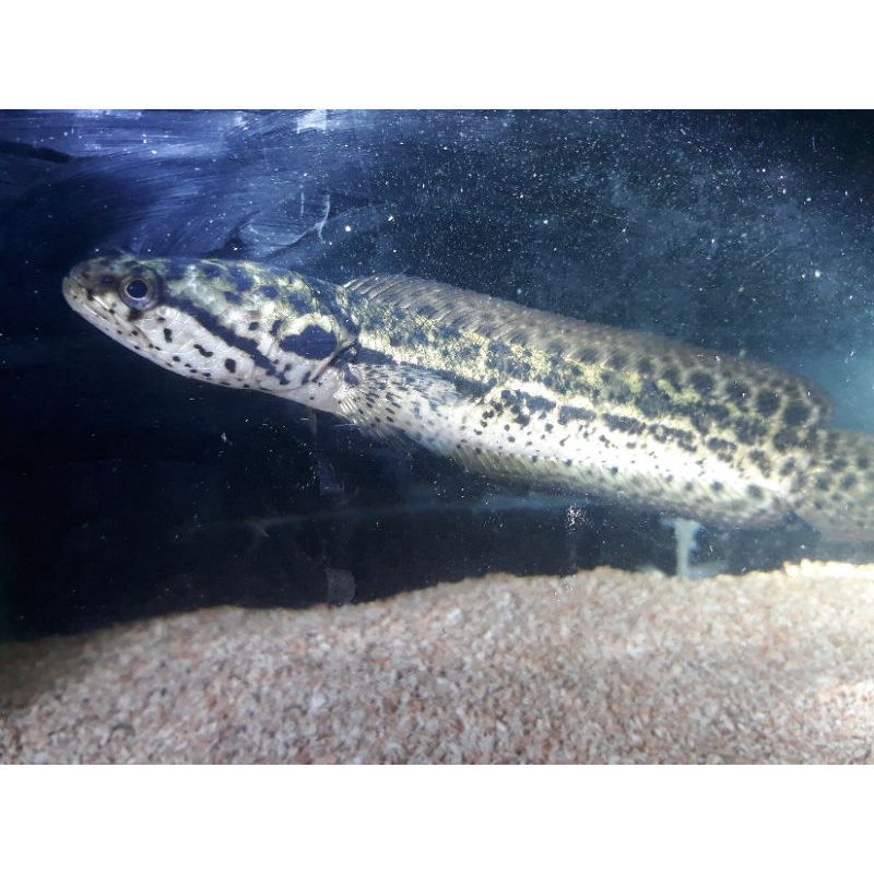 channa bangkanesis Jambi, black brown super Galak.