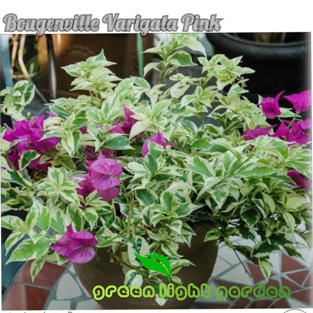 Bibit bunga bougenville varigata ungu