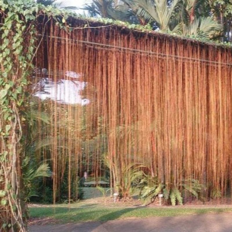 CURTAIN IVY AKAR GANTUNG bibit