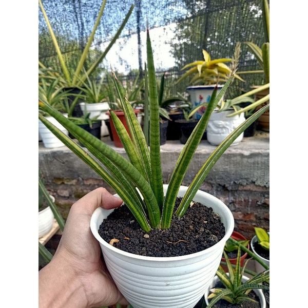 sansevieria Volkensii variegata