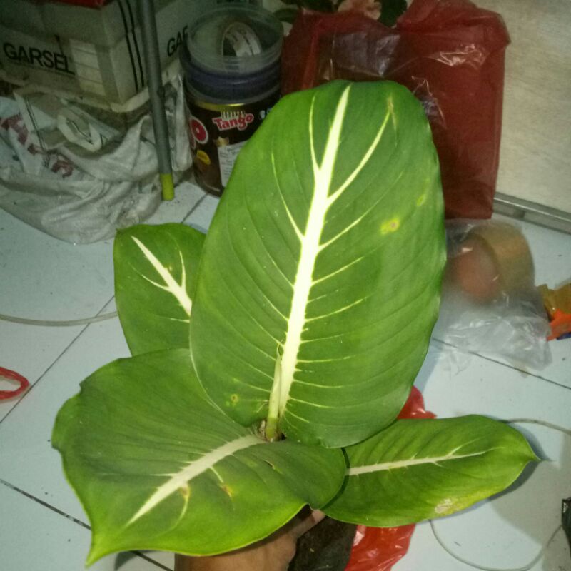 Tanaman hias aglonema Diven gurita-PROMO-Diven gurita