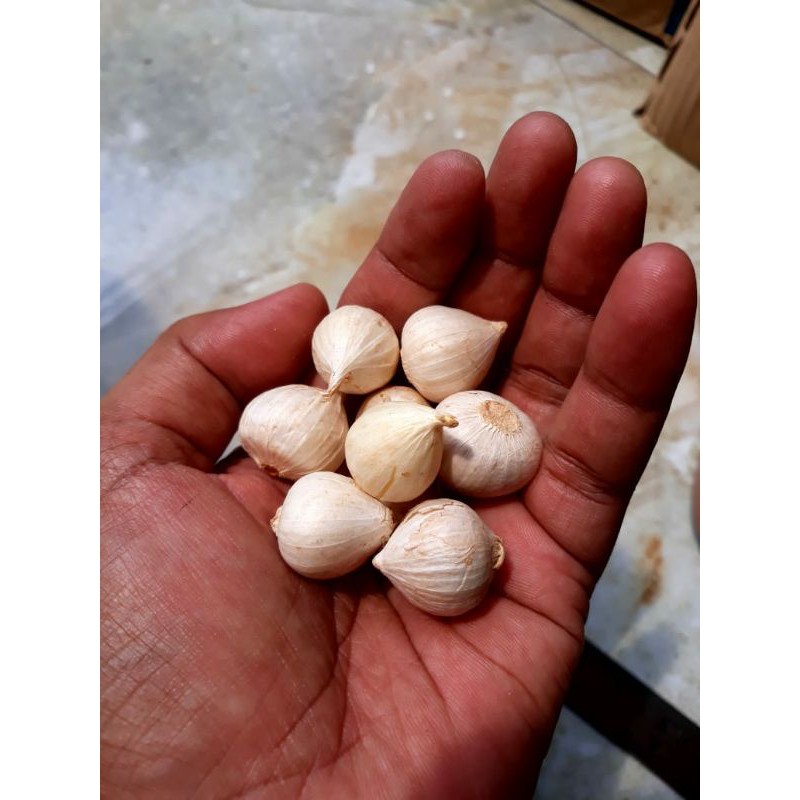 

Bawang tunggal putih eceran