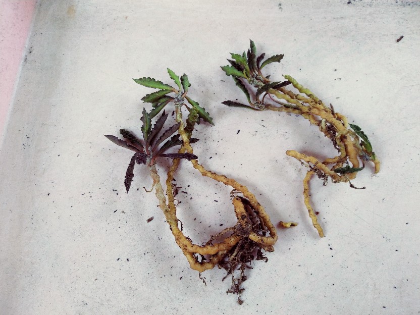 Tanaman Kaktus Dan Sekulen Euforbhia Decaryii