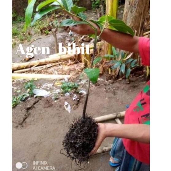 Koleksi Terbaru.. Bibit Black Sapote Jumbo Cangkok Asli Okulasi / Sawo Mexico ( Sawo Hitam )