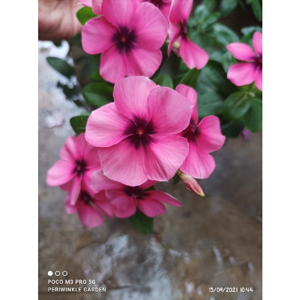 BENIH FRESH BUNGA VINCA CANTIK TEGAK TATTO RASPBERRY