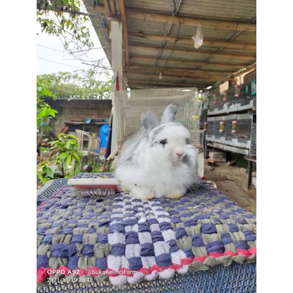 Kelinci English Anggora