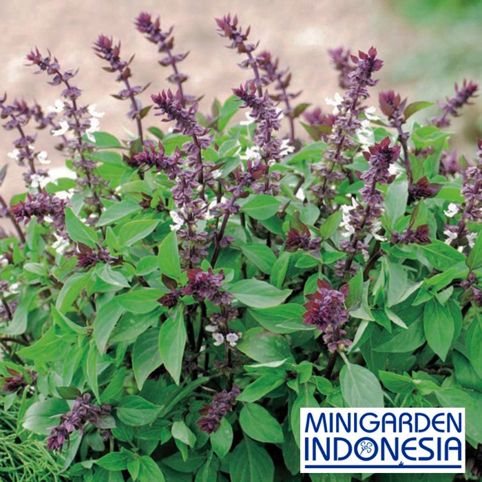 Benih herbal BASIL THAI 20 BIJI kemangi import F1 bibit tanaman obat / sayuran Mr Fothergills