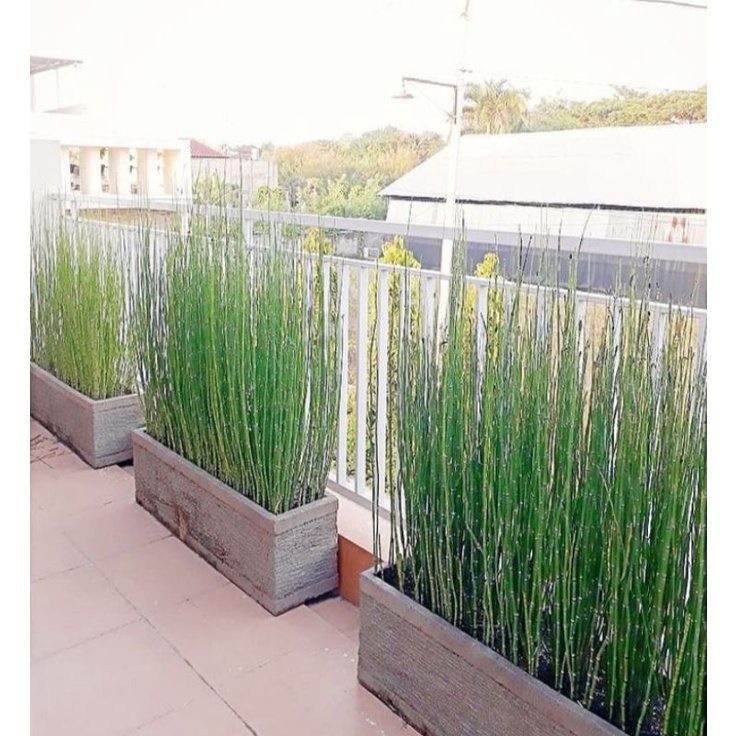 tanaman hias bambu air tanaman pagar