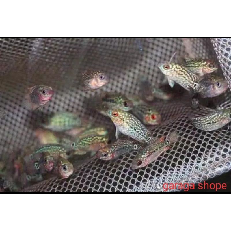 ikan Louhan kamfa F2 little mermaid ori Thailand ukuran 2-3 cm.