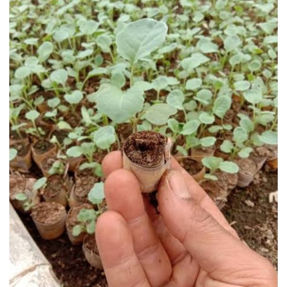 BIBIT BROKOLI PUTIH 15POHON