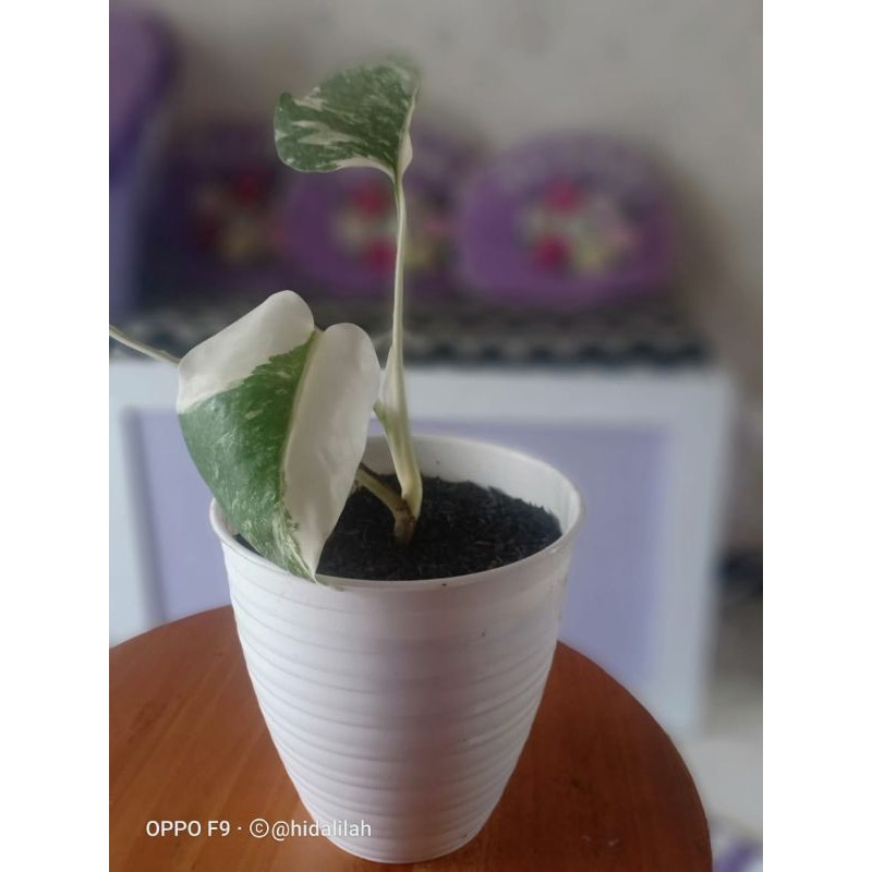 Monstera Varigata Albo