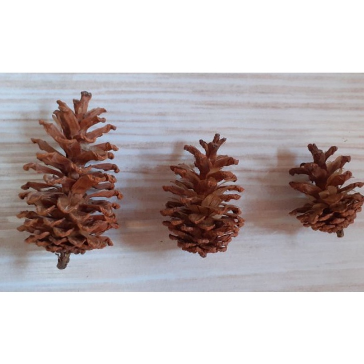 1 PCs Bunga Pinus Mekar Pinecone Pine Flower Kembang Pinus Proferty Foto Hiasan Craft Rustic Bunga Kering Lokal