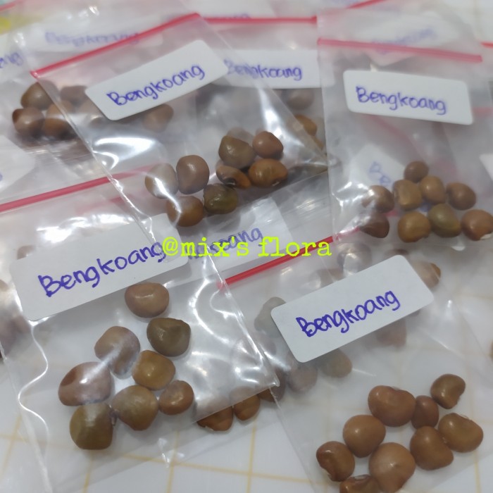 Bibit Buah Bengkoang