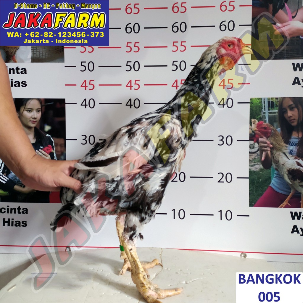 bibit ayam bangkok asli thailand