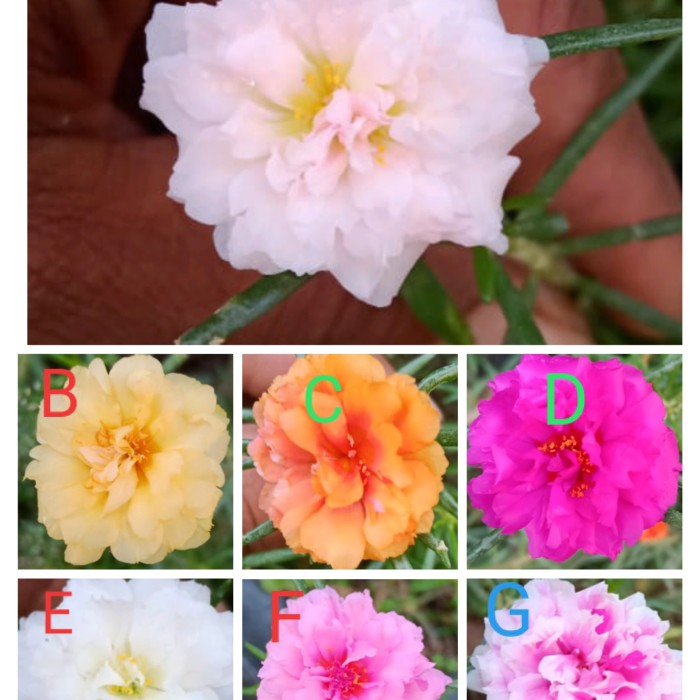 tanaman krokot bibit bunga krokot