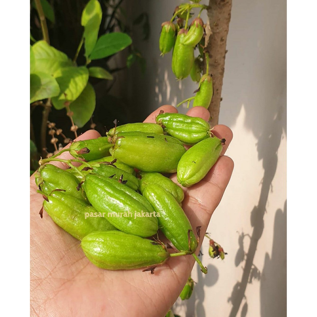 

Belimbing Wuluh Bumbu Masakan Ikan Fresh Segar Enak Asem