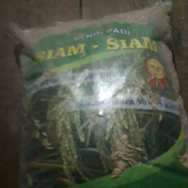 Benih Padi Siam - Siam Bibit Unggul