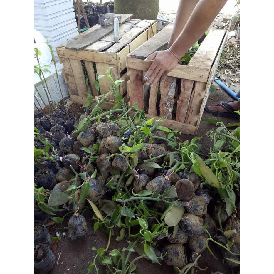 Termurah 22 Bibit Tanaman Vanili Plani Unggulan Murah