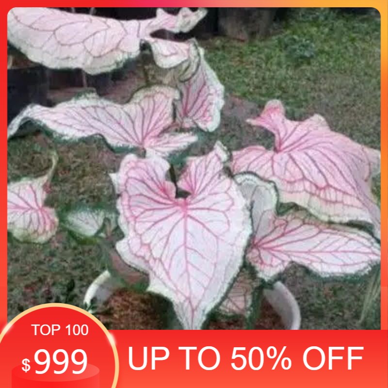 termurah bonggol keladi pink rose thailand