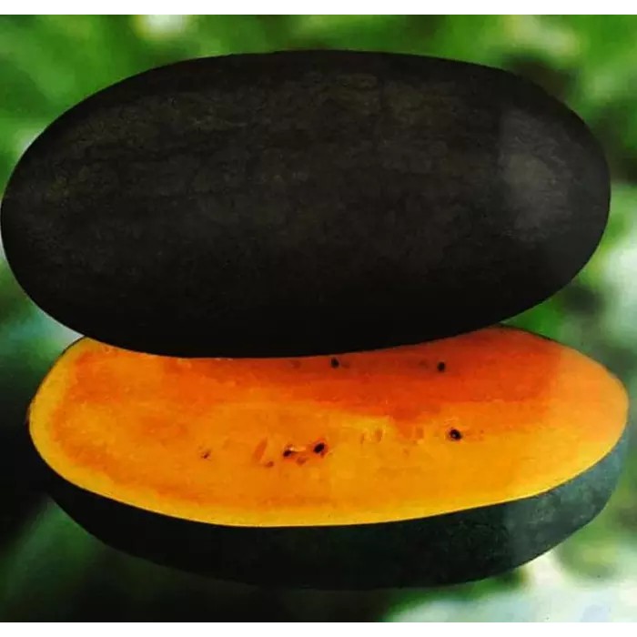 20 BIBIT BIJI SEMANGKA INUL KUNING