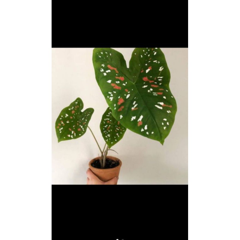 tanaman hias keladium tricolour berukuran 20 cm/tanaman hias keladi/tanaman hias keladi tricolour