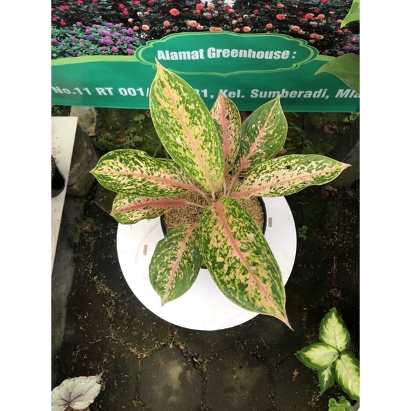 aglaonema serena aglo engkelan