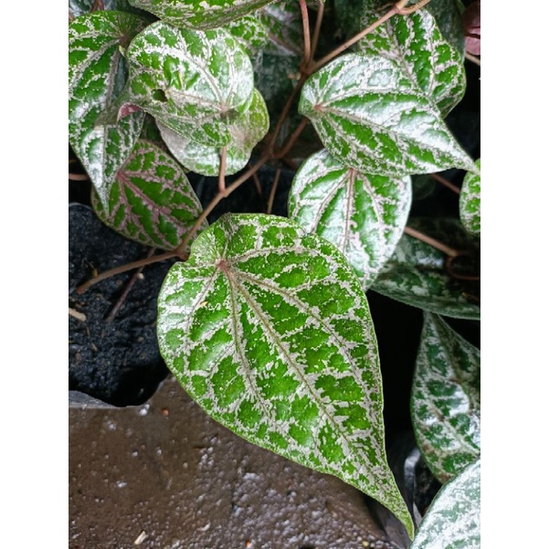 Tanaman sirih merah tanaman herbal tanaman hias